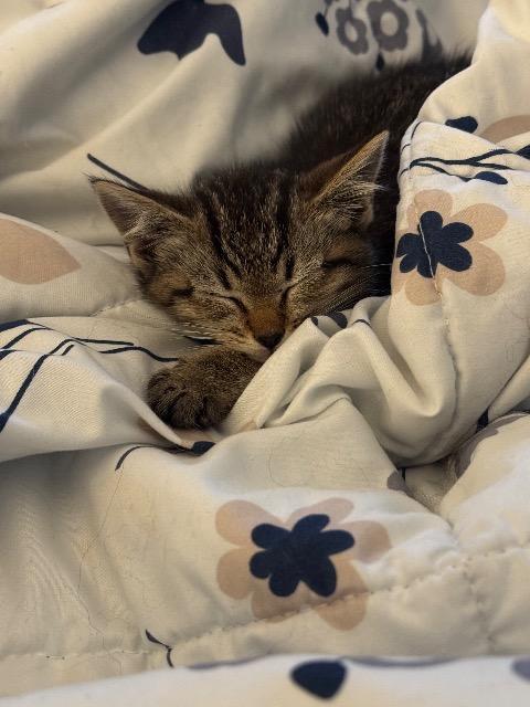 Enlarge Mace, a Adoptable American Bobtail in Johnson City, TN image 5/5