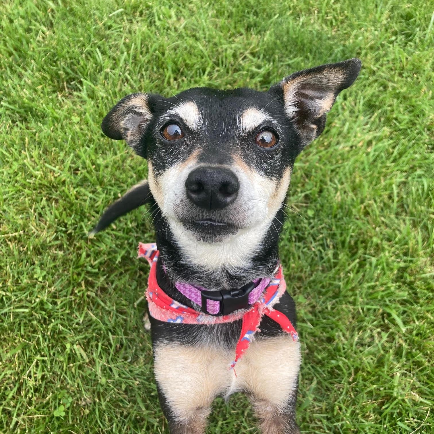 Roscoe - In Foster
