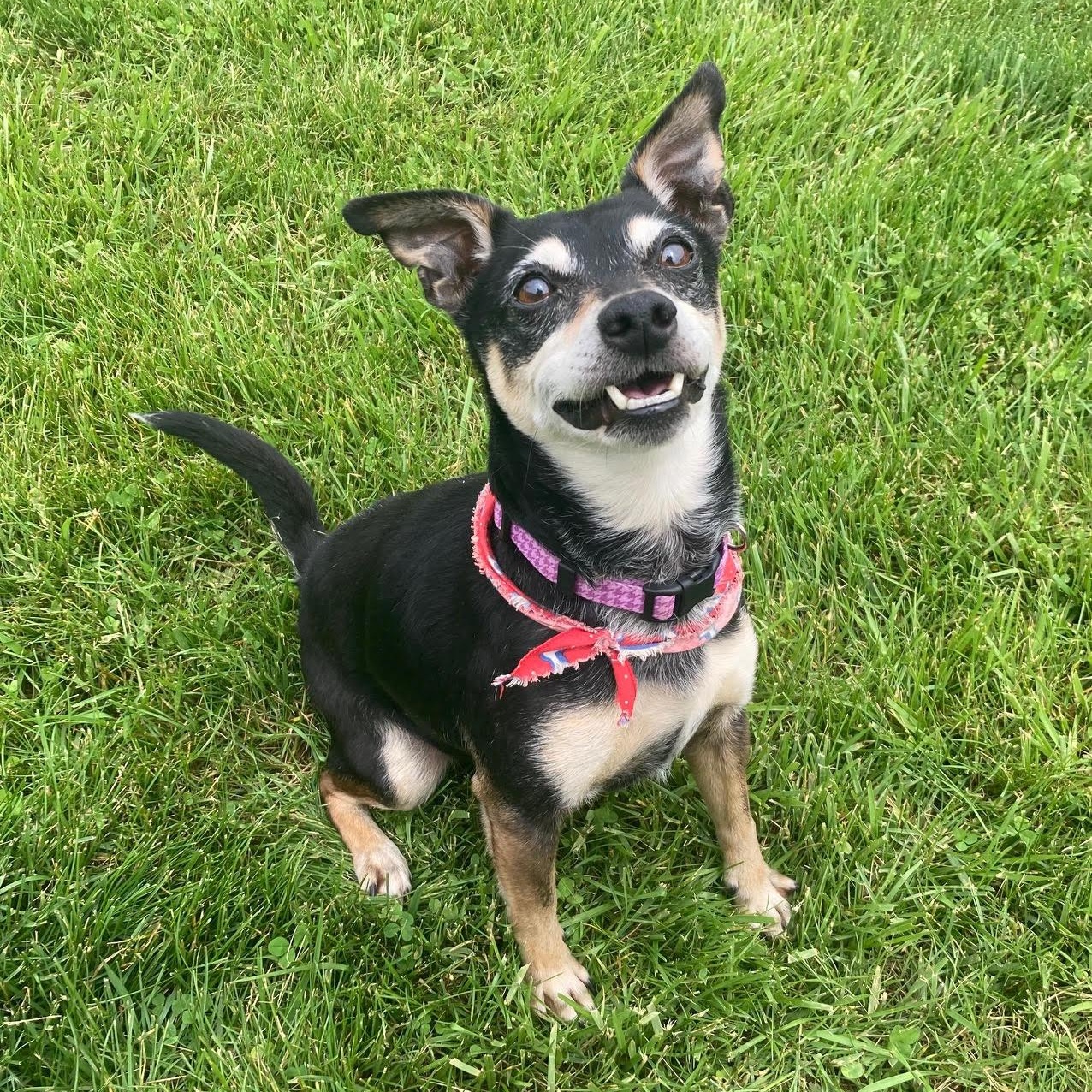 Roscoe - In Foster