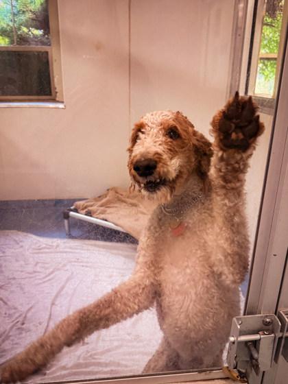 Carrie Sue, adopted, Adult Female Standard Poodle.