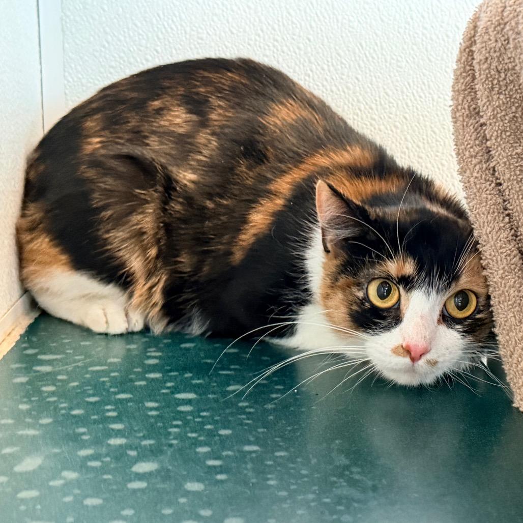 Juniper *See my video!!*, Adoptable, Adult Female Domestic Short Hair.