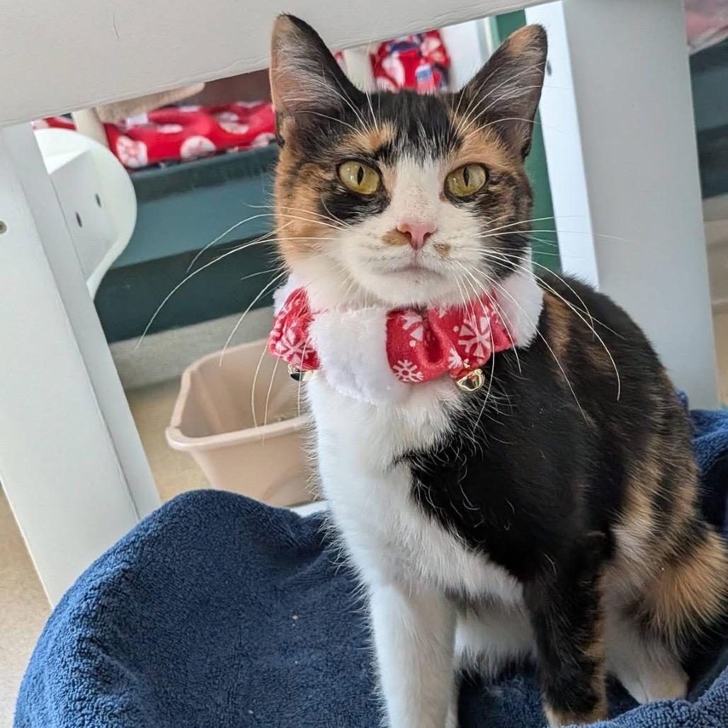 Enlarge Juniper *See my video!!*, a Adoptable Domestic Short Hair in Springfield, MA image 2/6