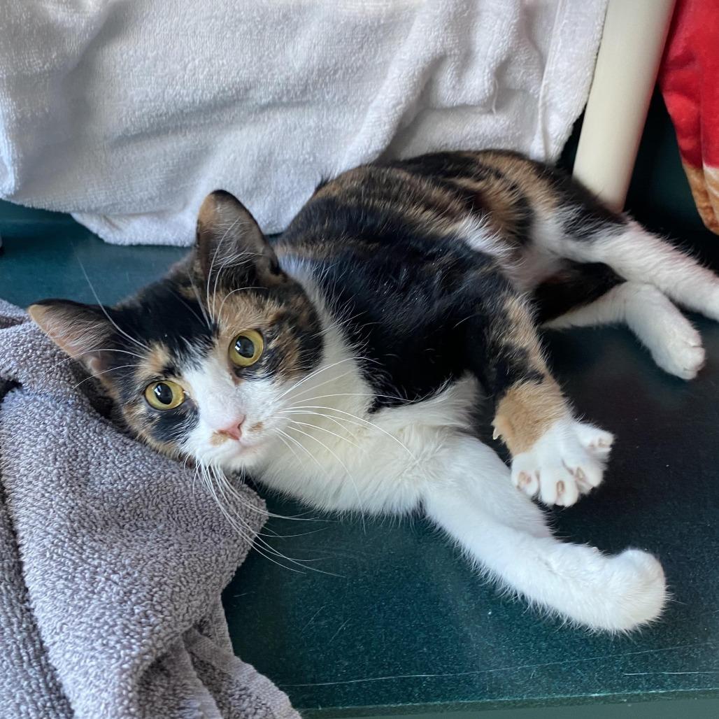 Enlarge Juniper *See my video!!*, a Adoptable Domestic Short Hair in Springfield, MA image 3/6