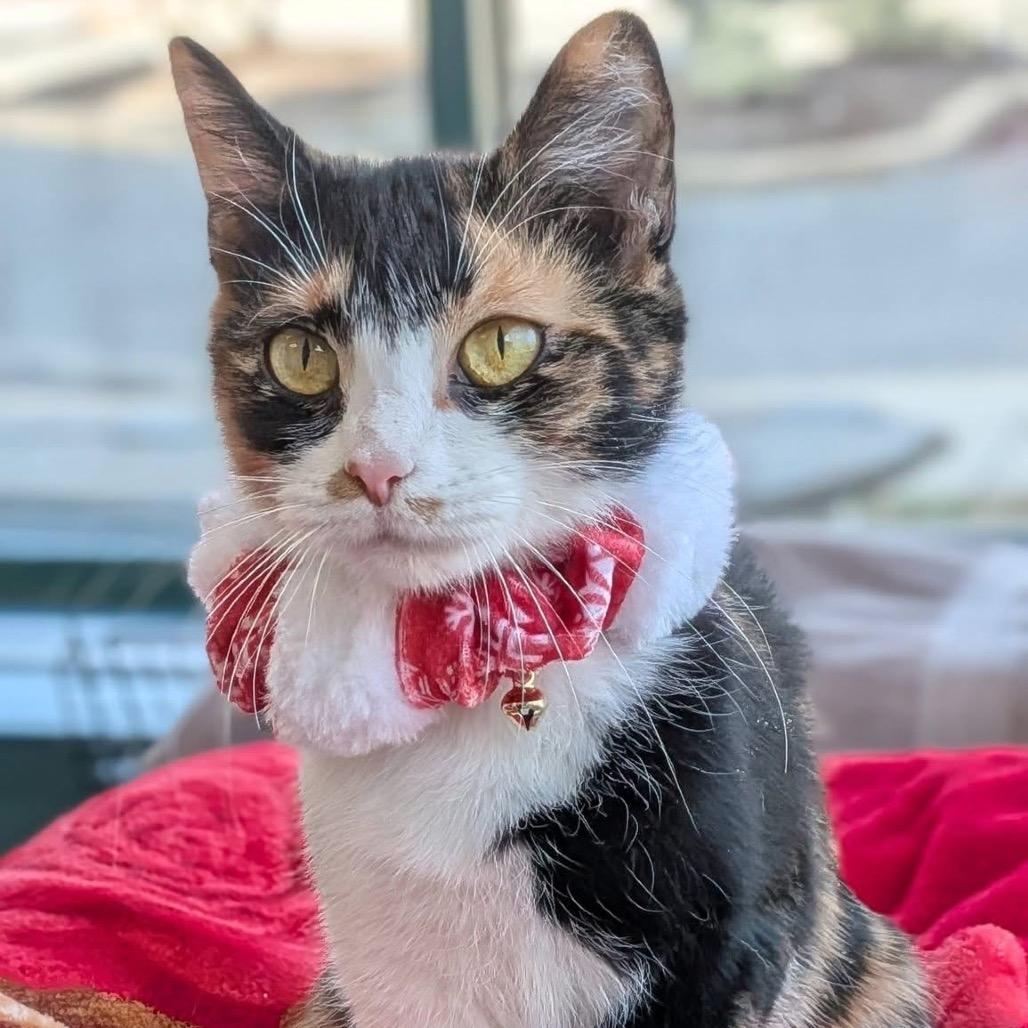 Enlarge Juniper *See my video!!*, a Adoptable Domestic Short Hair in Springfield, MA image 4/6