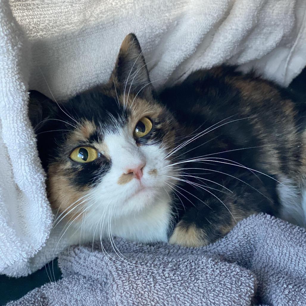 Enlarge Juniper *See my video!!*, a Adoptable Domestic Short Hair in Springfield, MA image 5/6