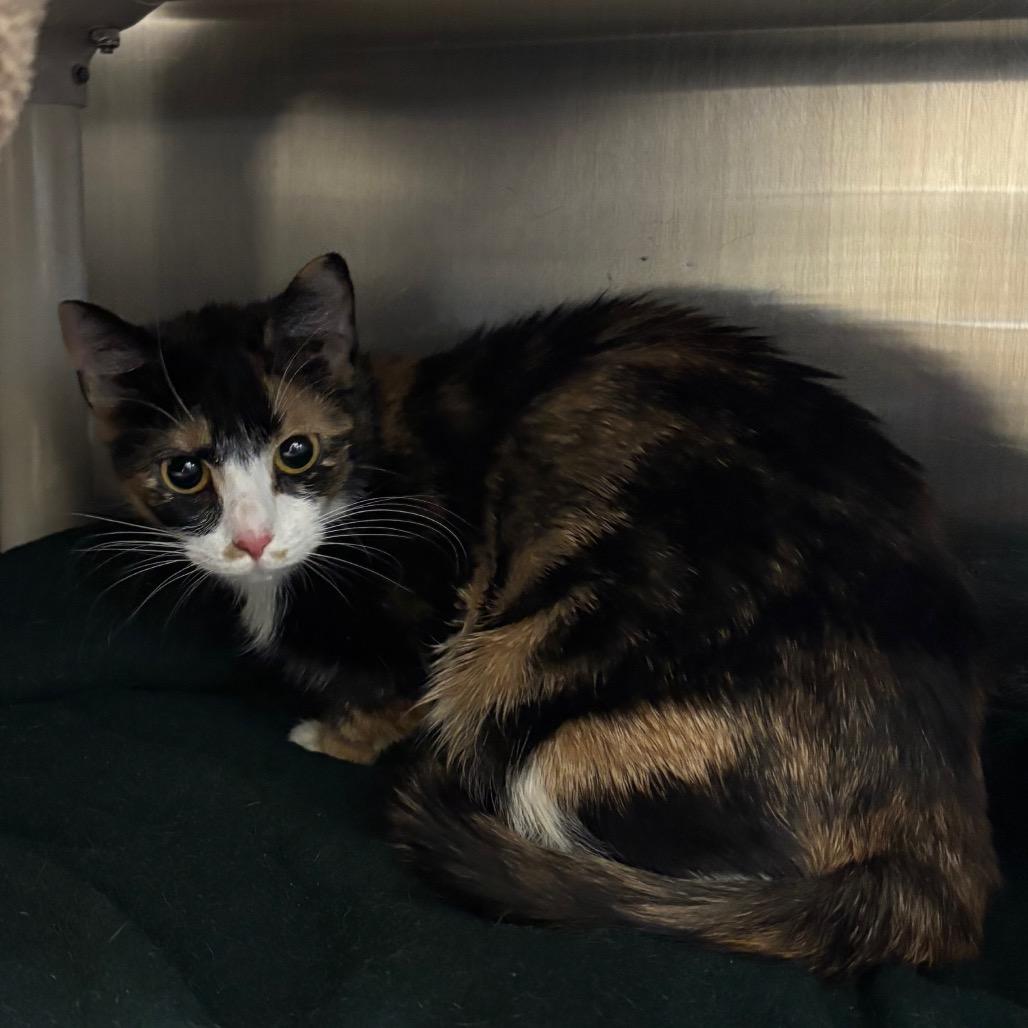 Enlarge Juniper *See my video!!*, a Adoptable Domestic Short Hair in Springfield, MA image 6/6