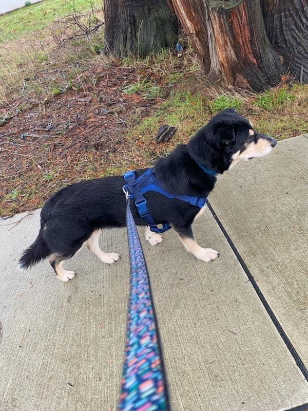 Enlarge Buddy, a Adoptable mixed breed in Bellingham, WA image 1/6