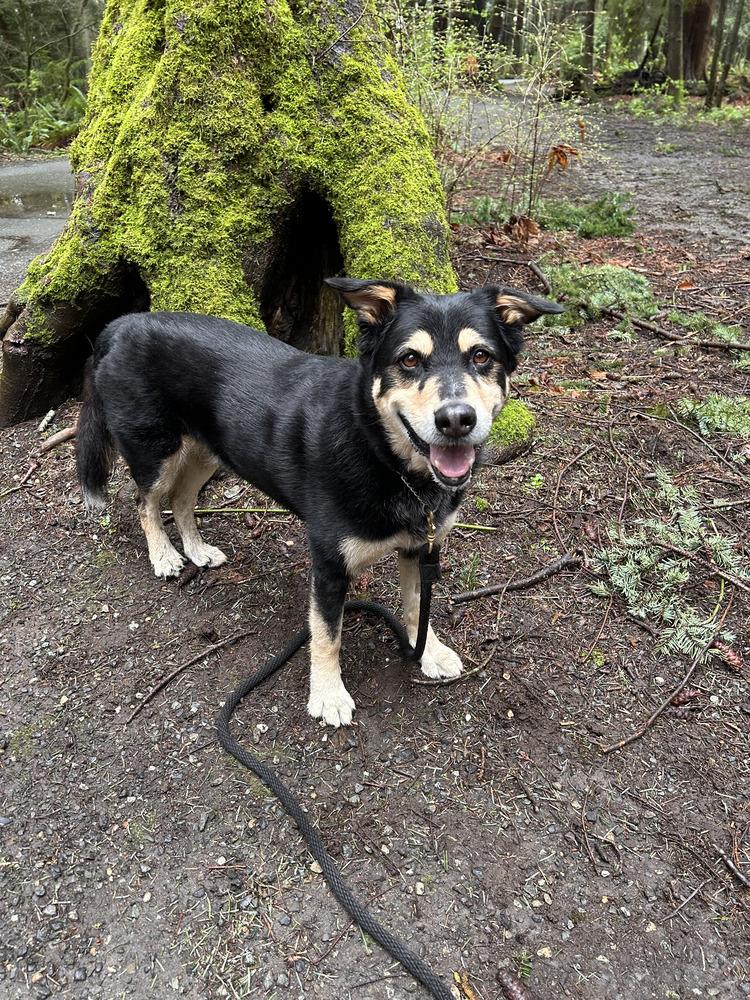 Buddy, Adoptable, Adult Male Mixed Breed.