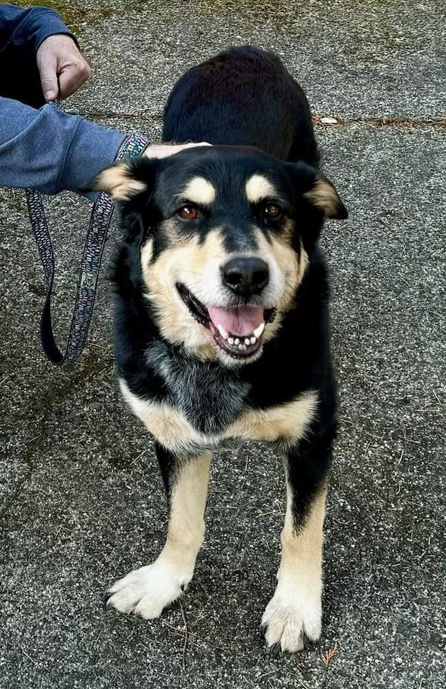 Enlarge Buddy, a Adoptable mixed breed in Bellingham, WA image 3/6