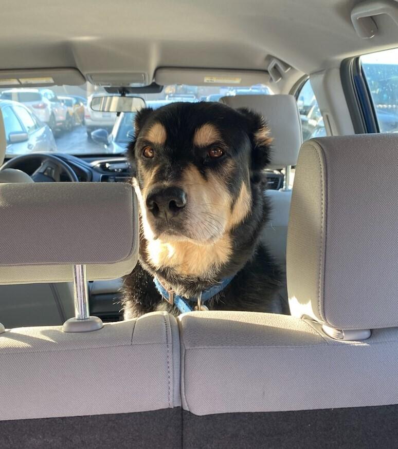 Enlarge Buddy, a Adoptable mixed breed in Bellingham, WA image 4/6