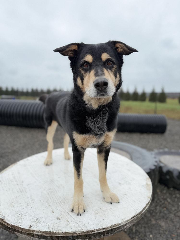 Enlarge Buddy, a Adoptable mixed breed in Bellingham, WA image 5/6