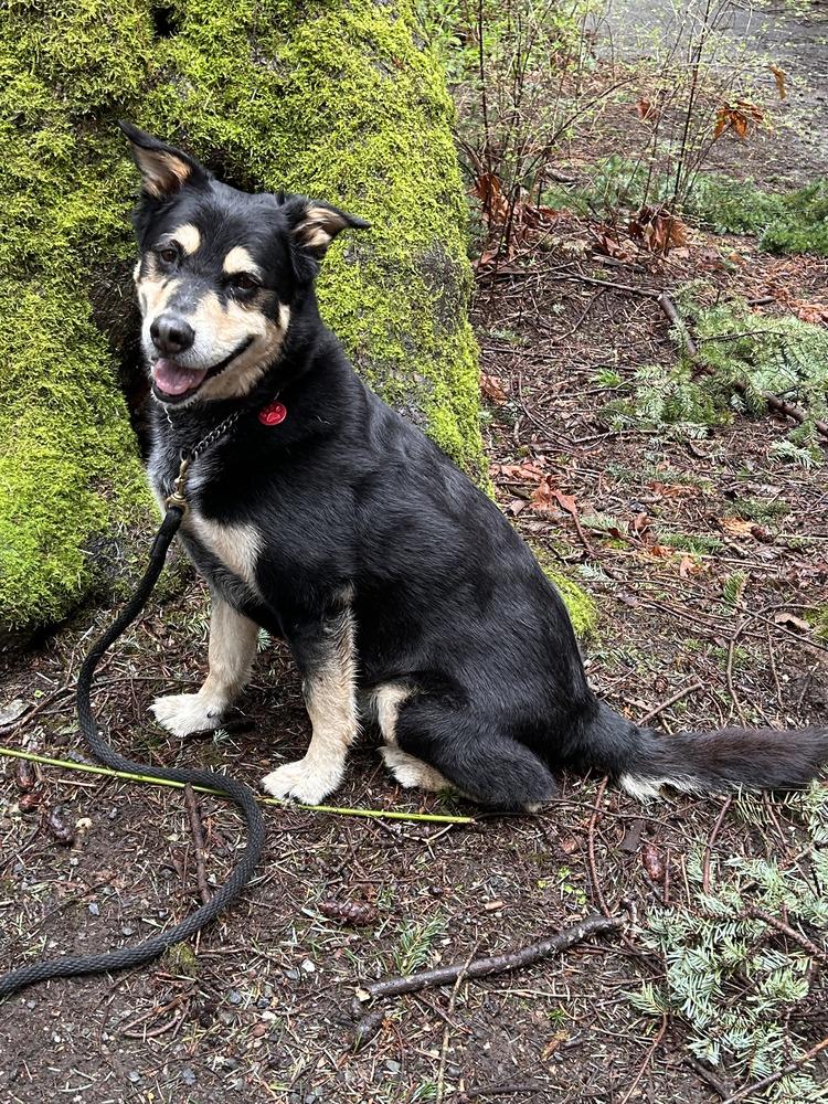 Enlarge Buddy, a Adoptable mixed breed in Bellingham, WA image 4/6