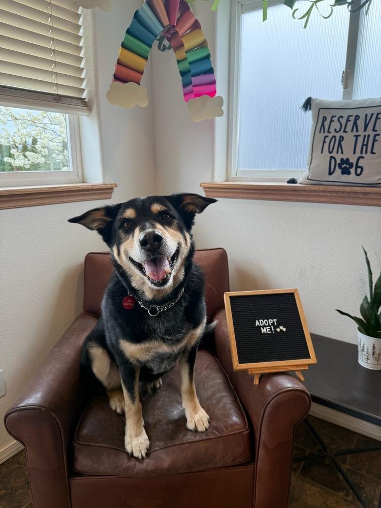 Enlarge Buddy, a Adoptable mixed breed in Bellingham, WA image 5/6