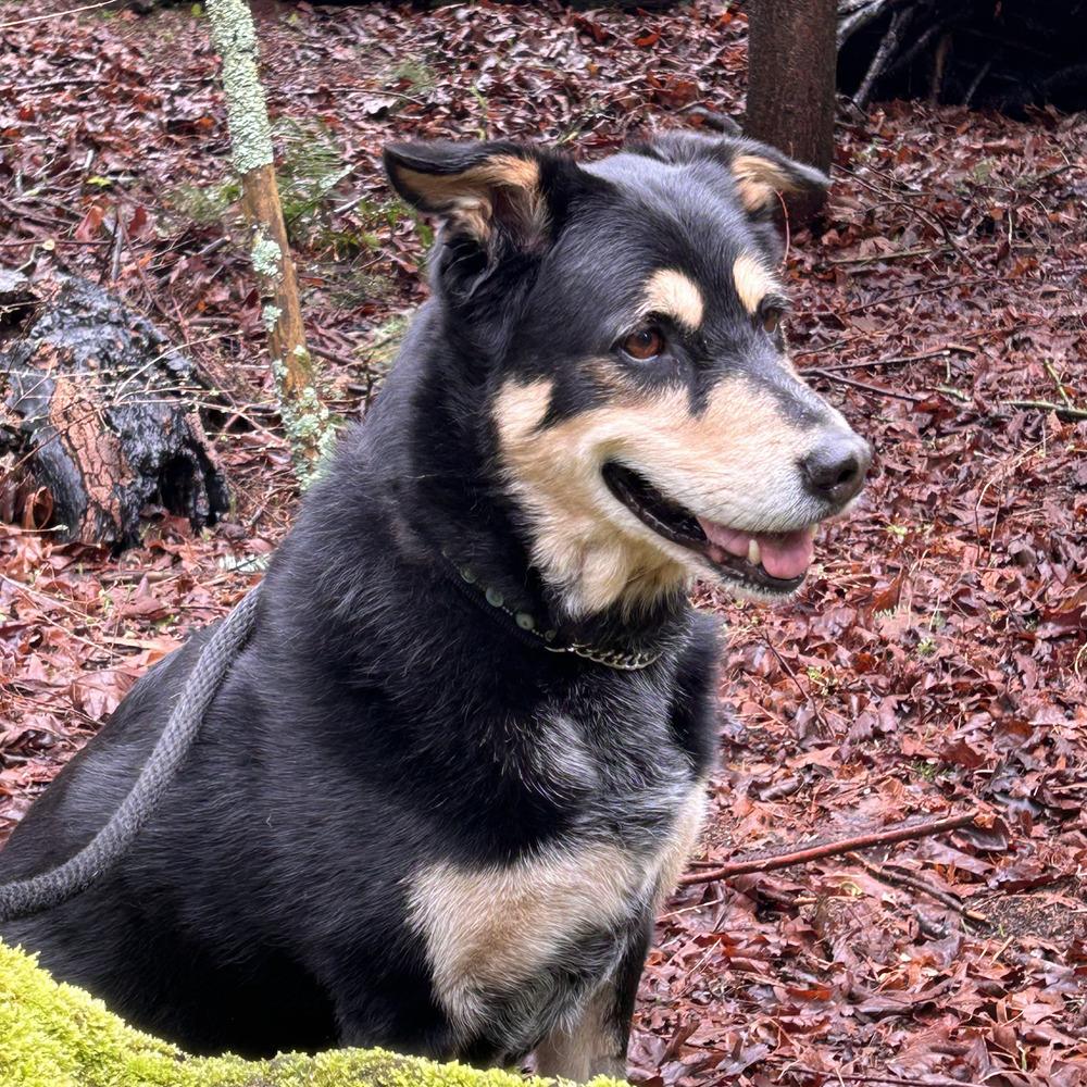 Enlarge Buddy, a Adoptable mixed breed in Bellingham, WA image 6/6