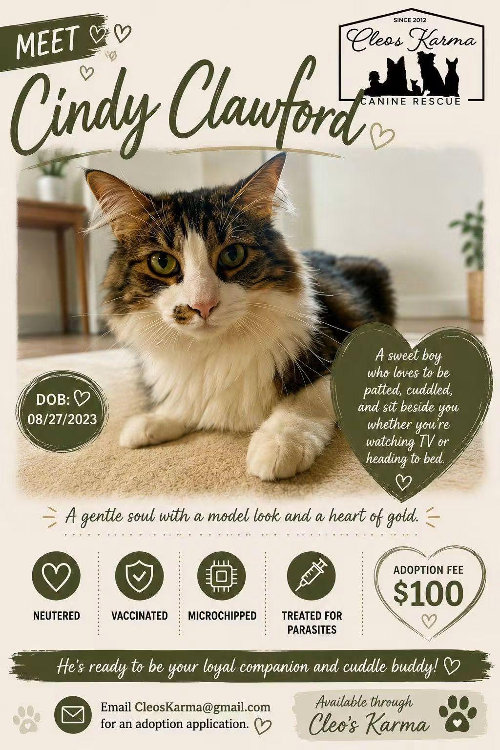 Cindy Clawford, Adoptable, Adult Male Domestic Long Hair.