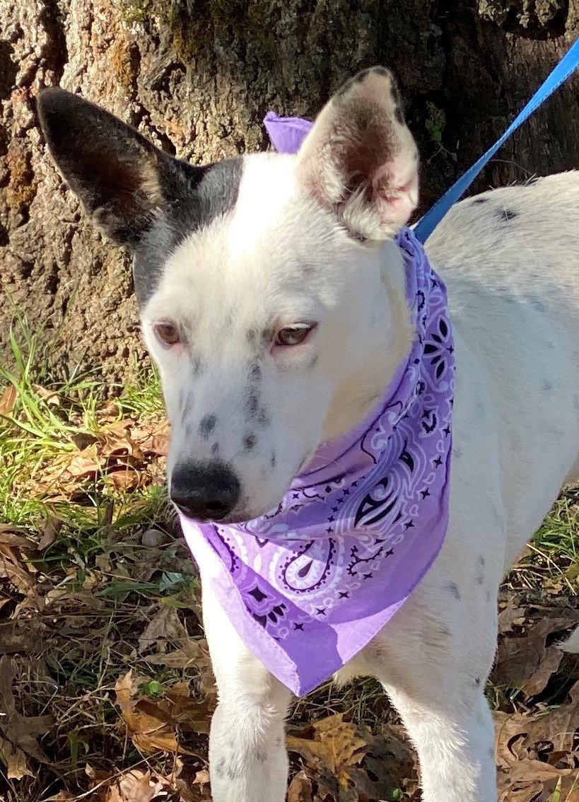 Lily Orange, Adopted, Puppy Female Portuguese Podengo.