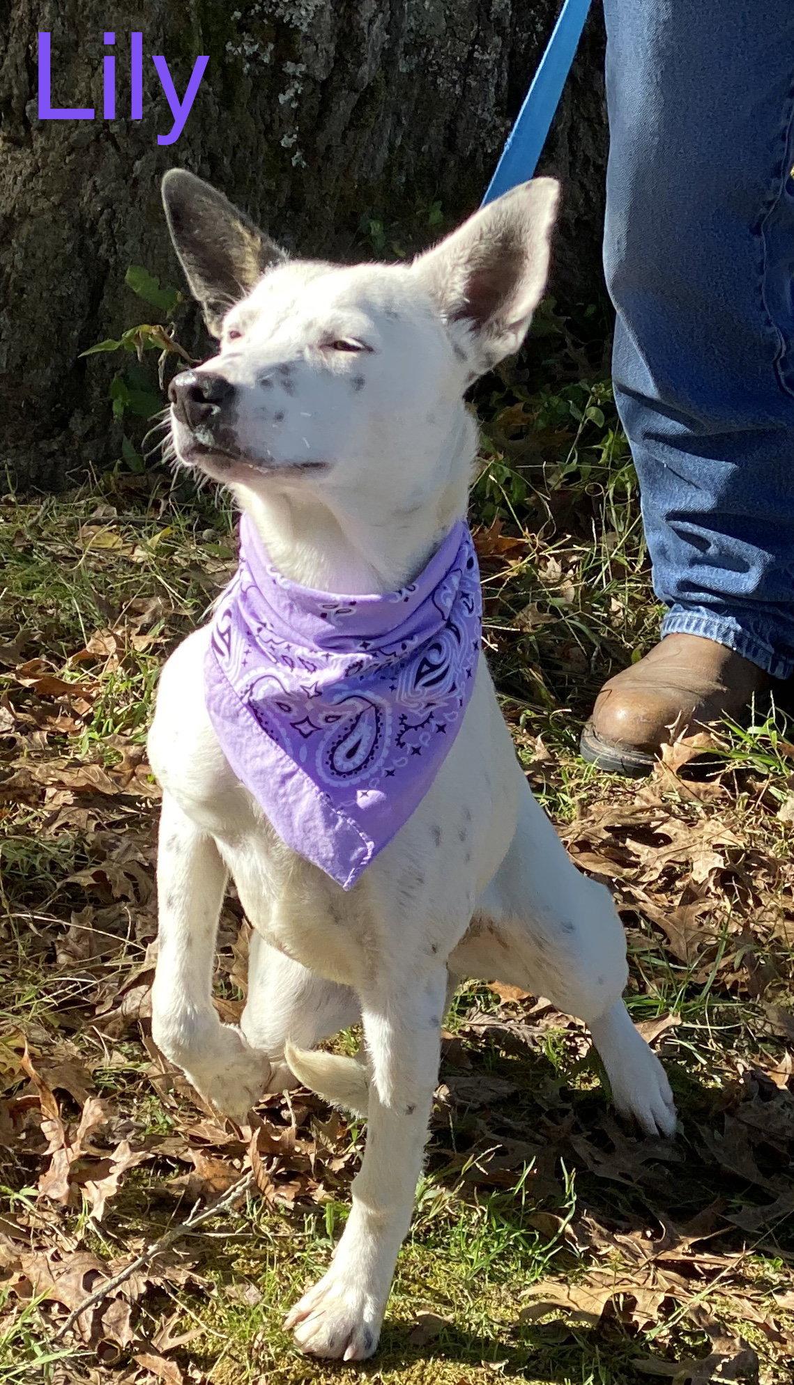 Enlarge Lily Orange, a Adopted Portuguese Podengo in Wakefield, RI image 2/3