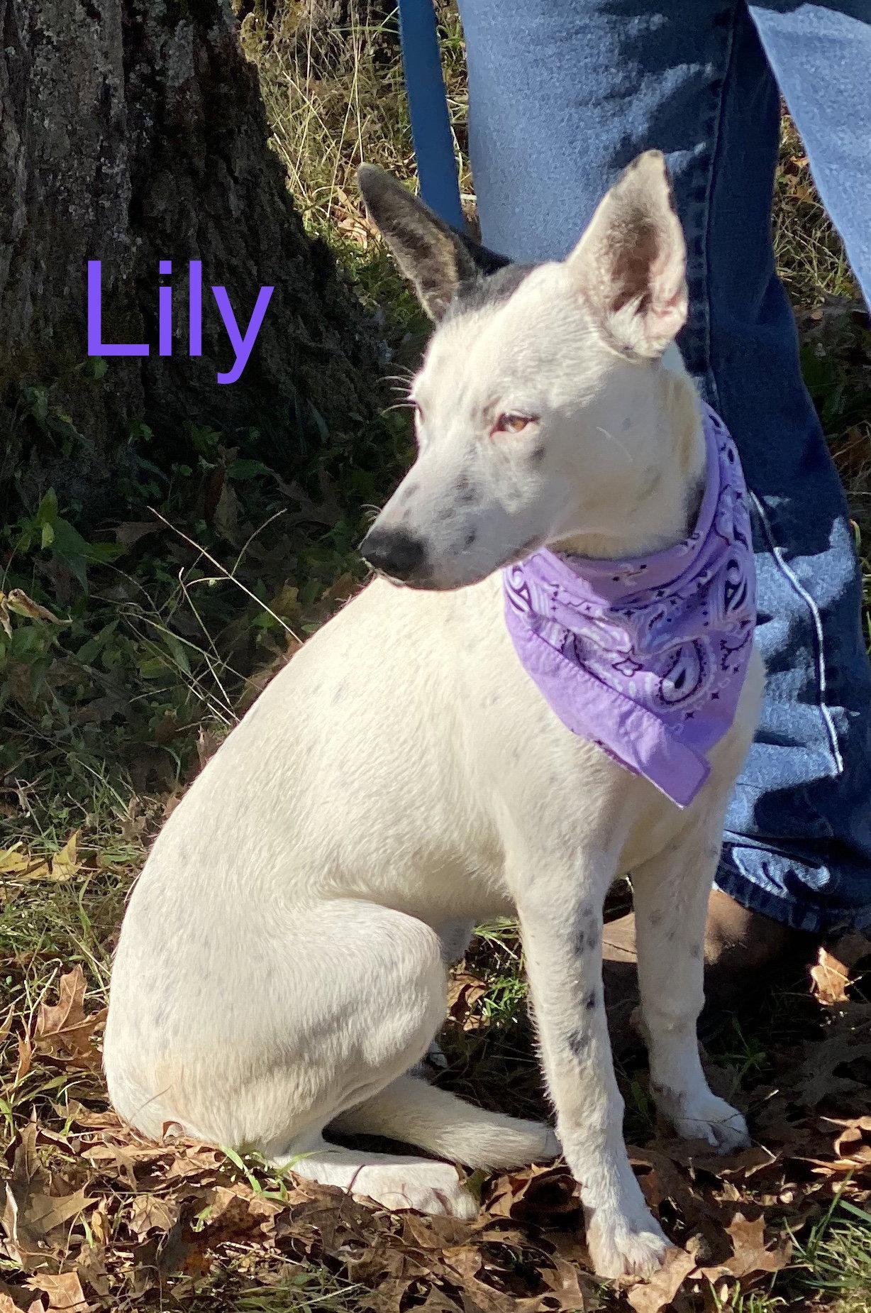 Enlarge Lily Orange, a Adopted Portuguese Podengo in Wakefield, RI image 3/3