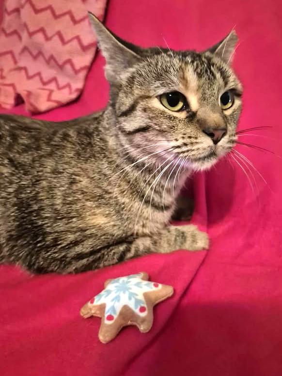 Avery, a Adoptable mixed breed in College Station, TX image 1/5