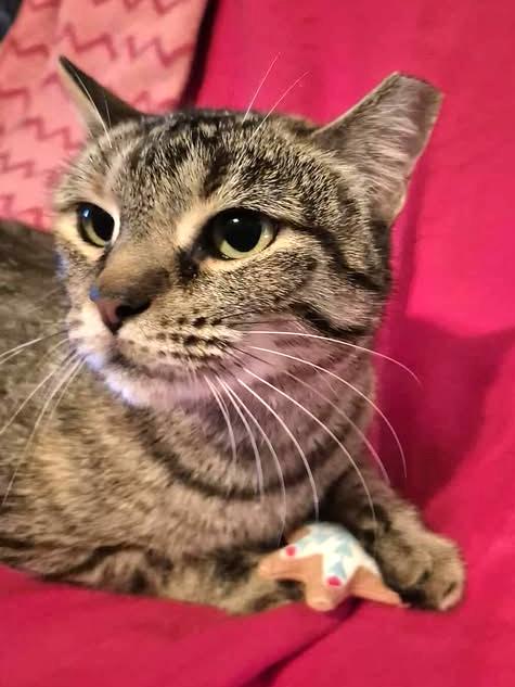 Avery, a Adoptable mixed breed in College Station, TX image 2/5