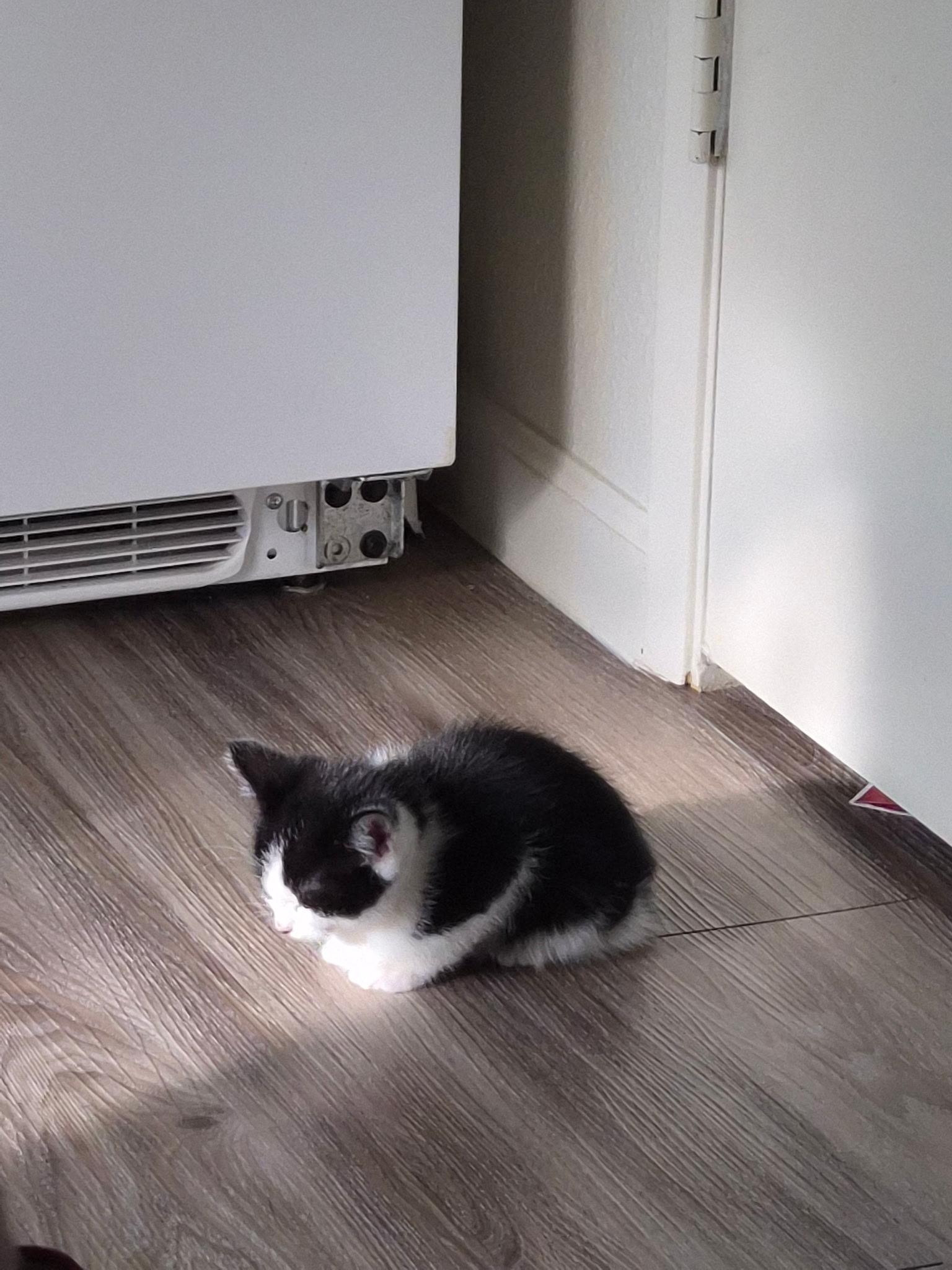 Pooh Bear, Adopted, Young Male Domestic Short Hair.