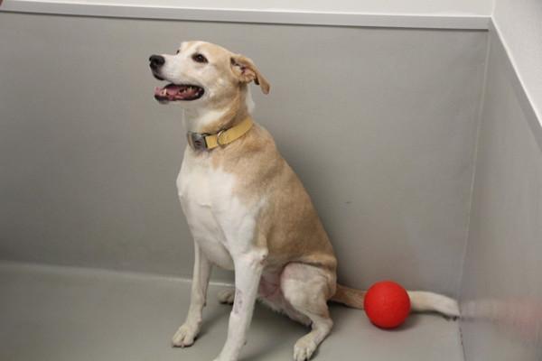 Remi, Adoptable, Adult Male Mixed Breed.