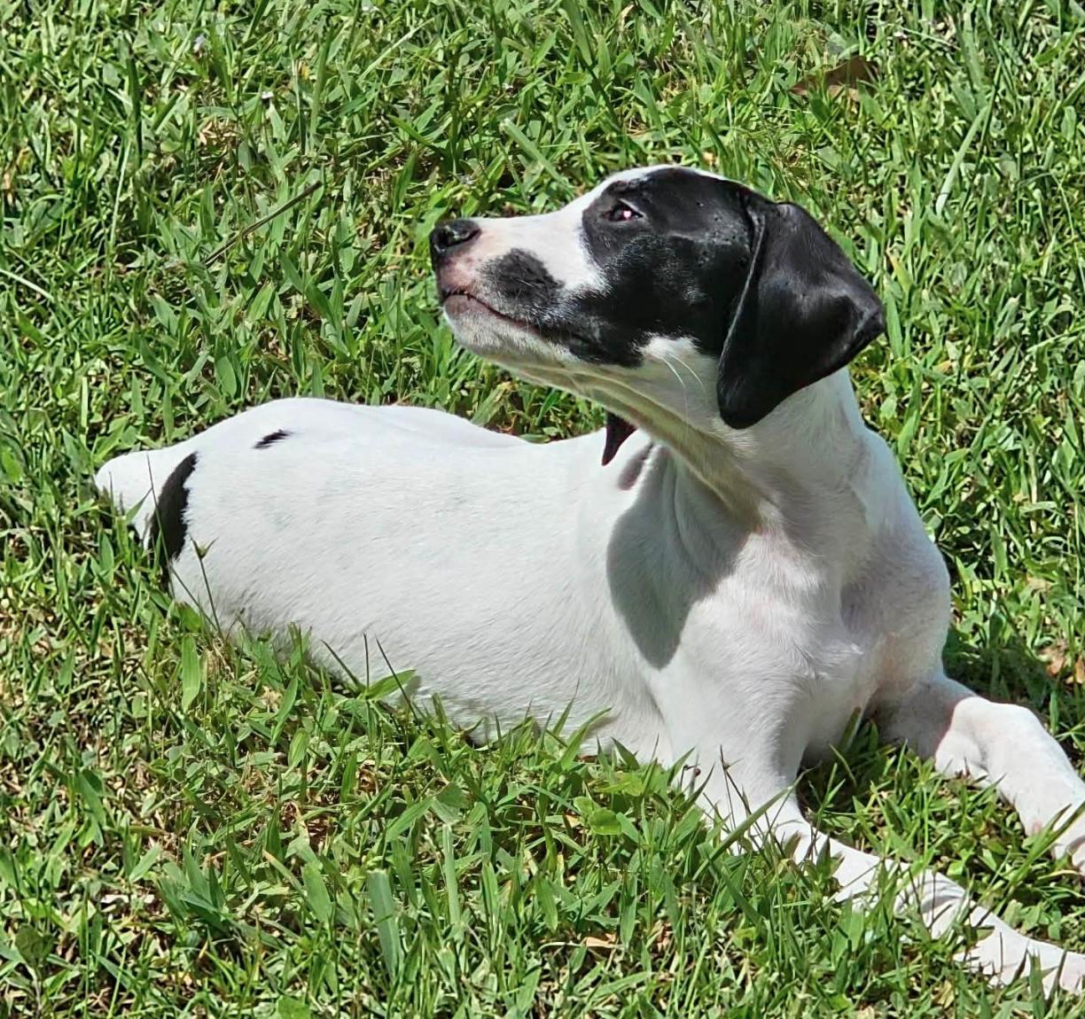 Enlarge Sheldon - Puppy of Pennie, a Adoptable mixed breed in Osteen, FL image 1/3