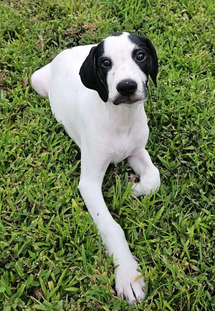 Enlarge Sheldon - Puppy of Pennie, a Adoptable mixed breed in Osteen, FL image 2/3