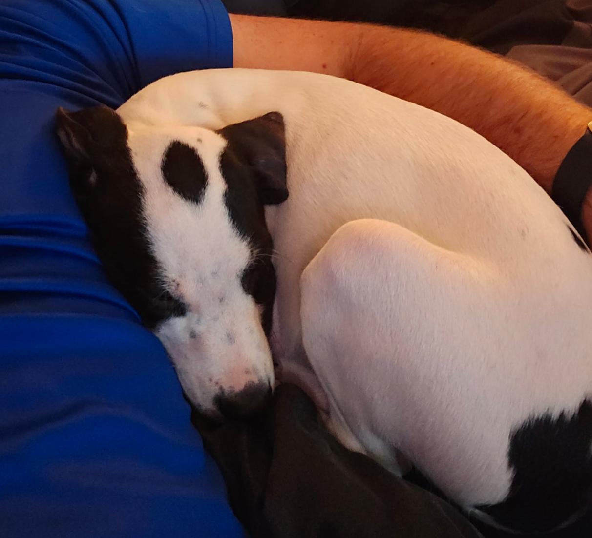 Enlarge Sheldon - Puppy of Pennie, a Adoptable mixed breed in Osteen, FL image 3/3