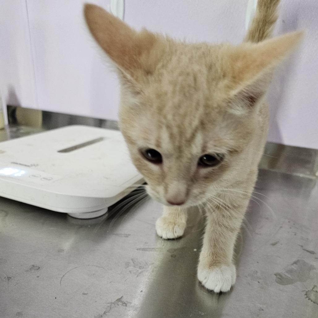 Tostito, Adoptable, Adult Male Domestic Short Hair.
