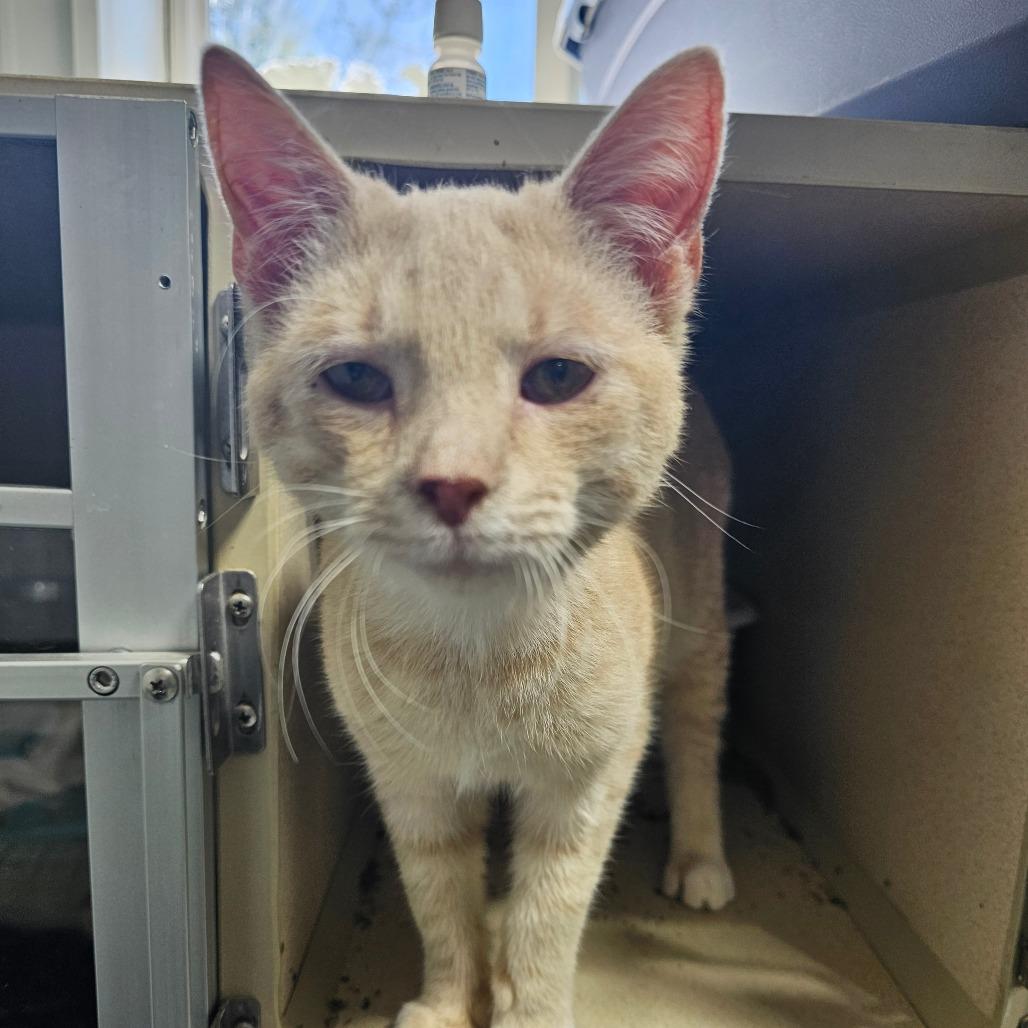 Enlarge Tostito, a Adoptable Domestic Short Hair in Grinnell, IA image 2/4
