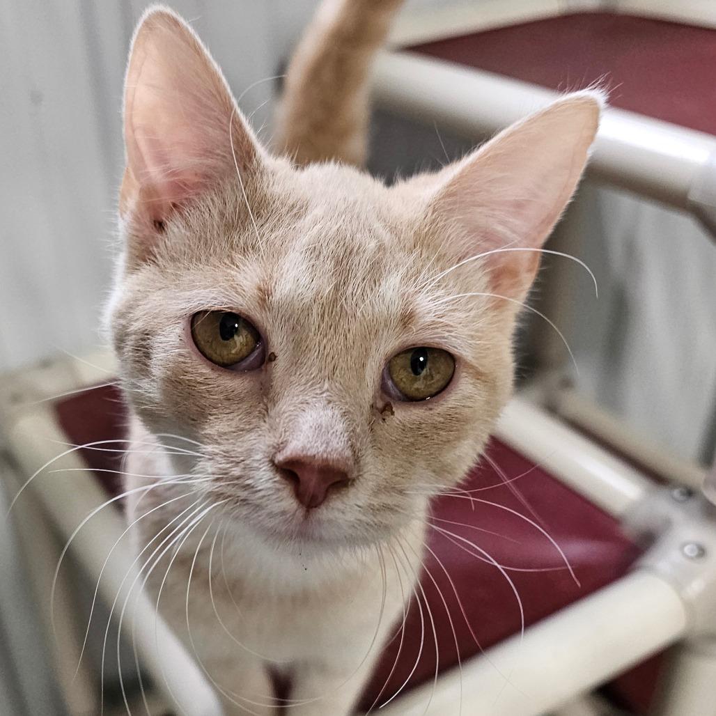 Enlarge Tostito, a Adoptable Domestic Short Hair in Grinnell, IA image 3/4