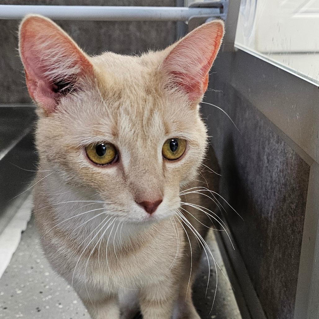 Enlarge Tostito, a Adoptable Domestic Short Hair in Grinnell, IA image 4/4