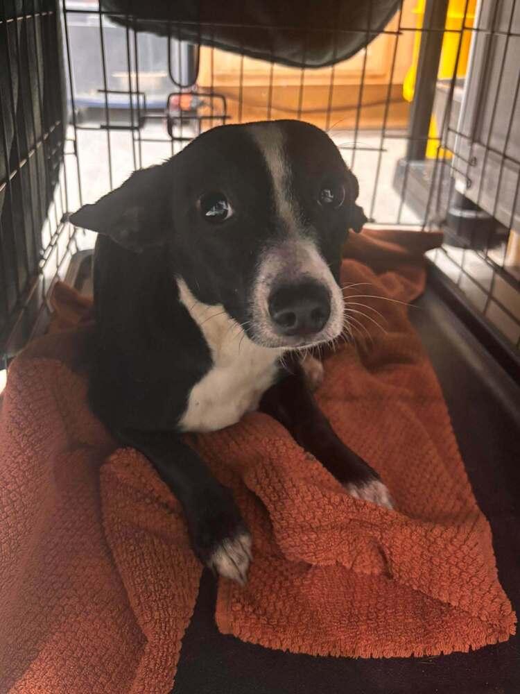 Annie Sue, Adoptable, Adult Female Chihuahua.