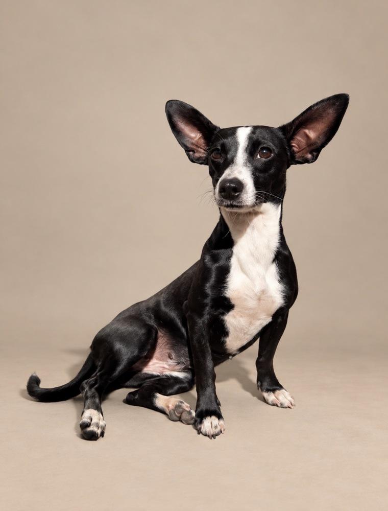 Enlarge Annie Sue, a Adoptable mixed breed in Statesboro, GA image 2/2