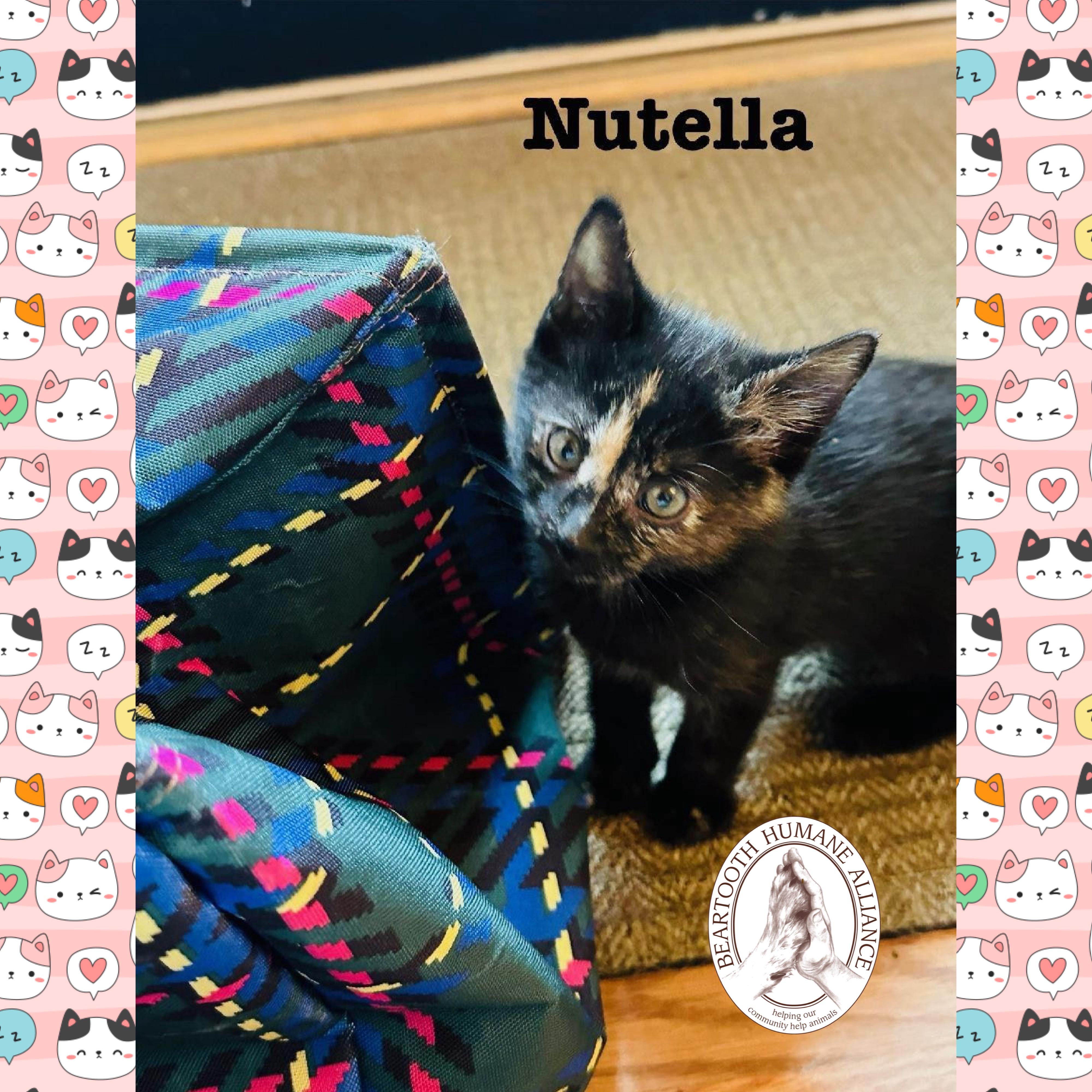 Nutella, an adoptable Domestic Medium Hair in Red Lodge, MT, 59068 | Photo Image 1