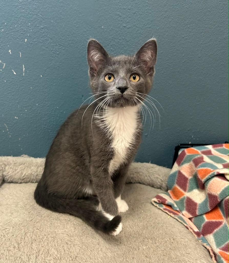 Loki, a Adoptable mixed breed in Spooner, WI image 1/2