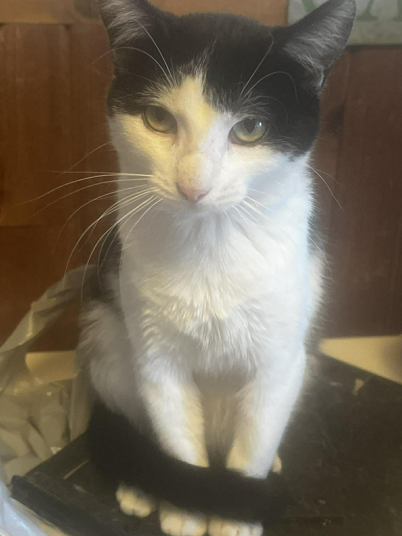 Princess Daisy, Adoptable, Young Female Domestic Medium Hair.