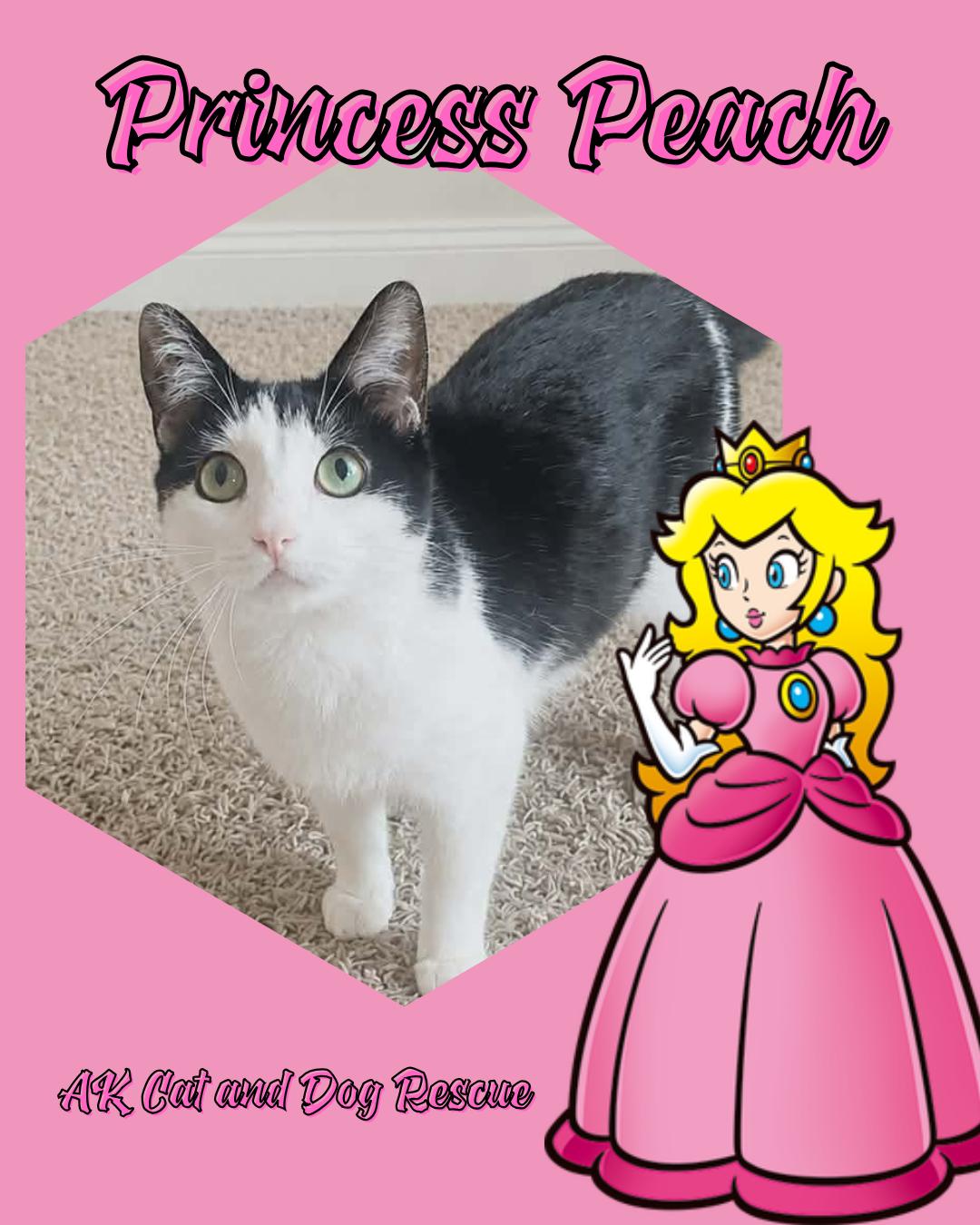 Enlarge Princess Peach, a Adoptable mixed breed in Wasilla, AK image 2/2