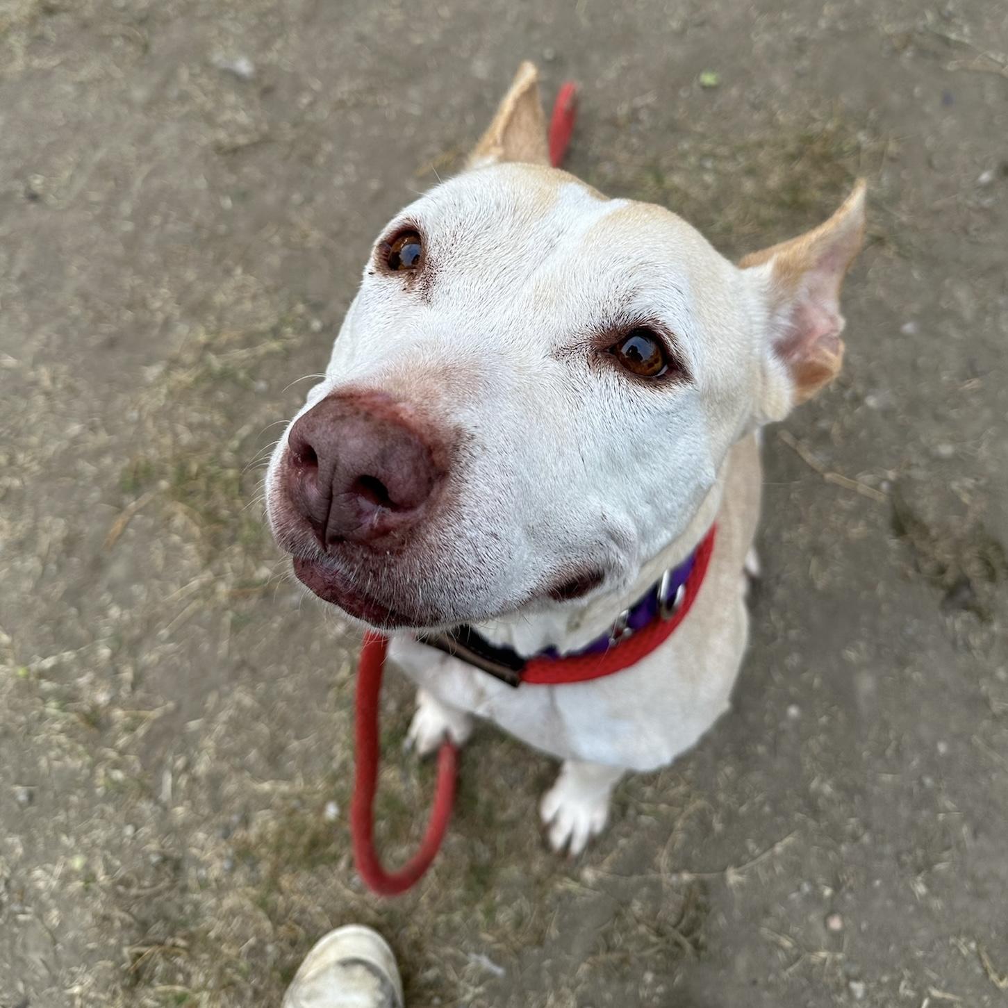 Missy, a Adopted mixed breed in Long Beach, CA image 1/6