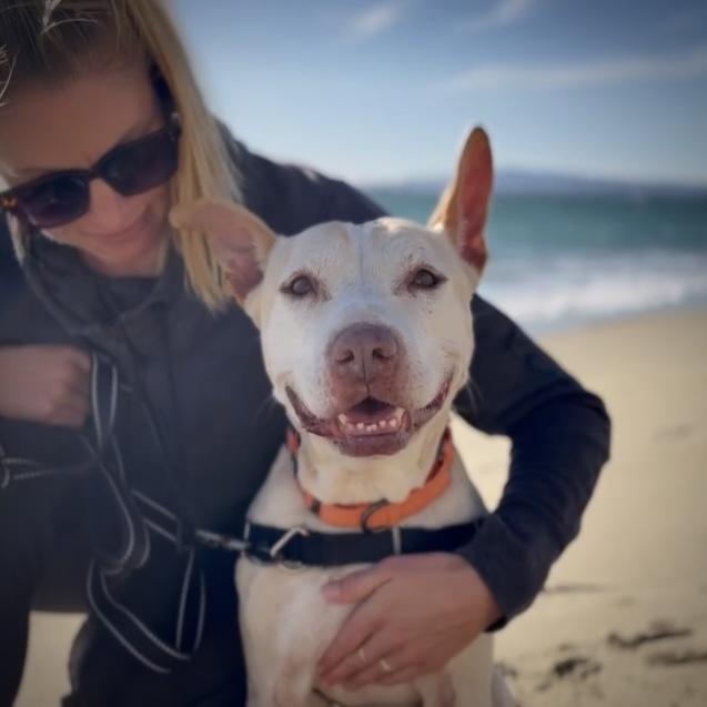 Missy, a Adopted mixed breed in Long Beach, CA image 2/6