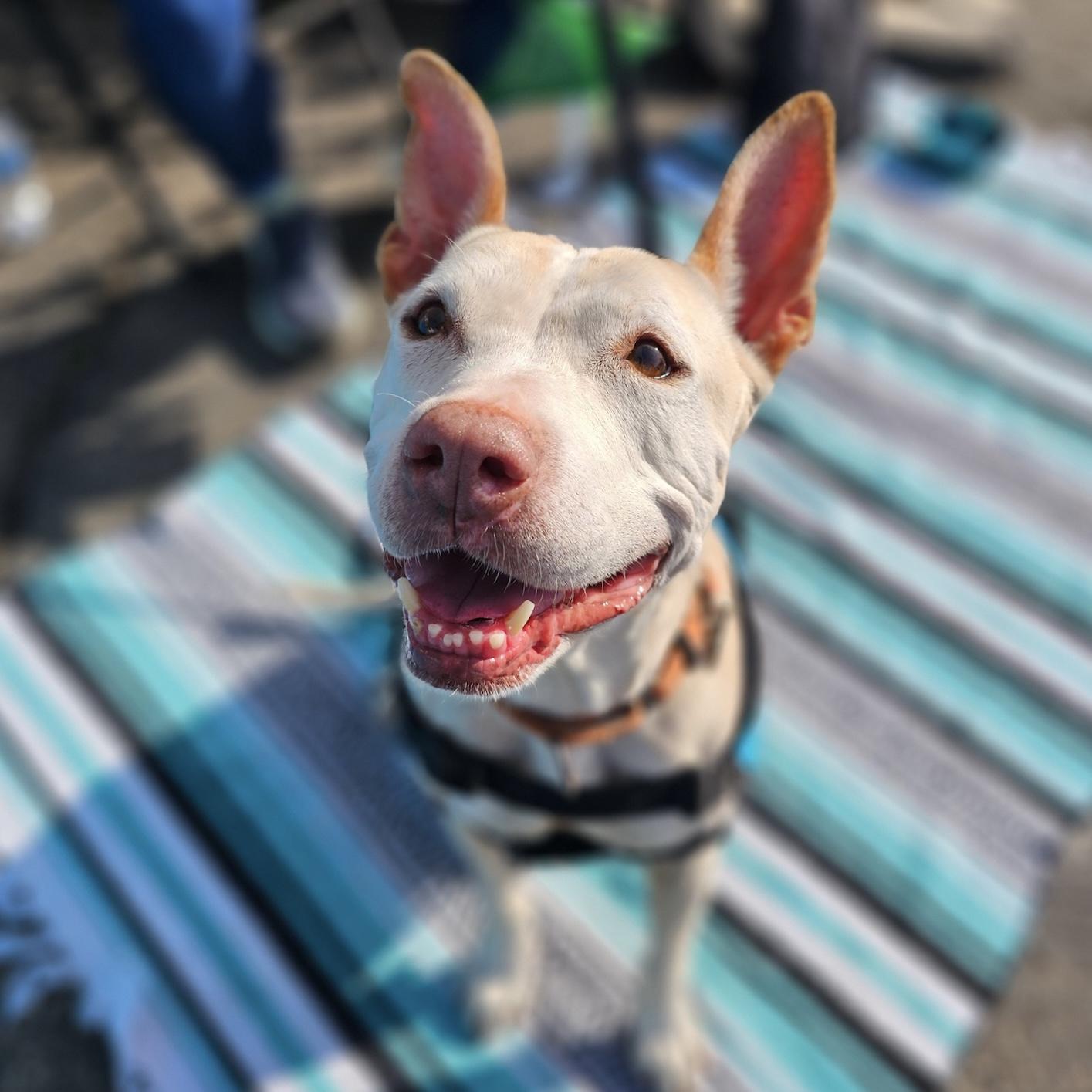 Missy, a Adopted mixed breed in Long Beach, CA image 5/6