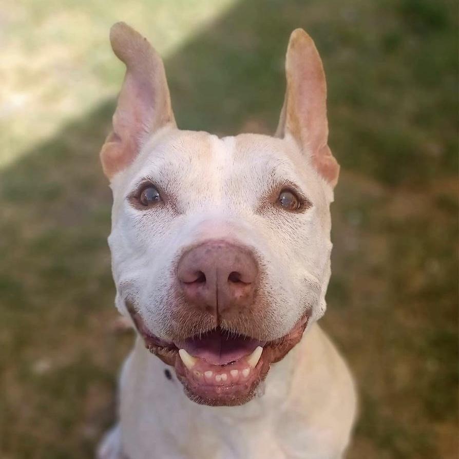 Missy, a Adopted mixed breed in Long Beach, CA image 6/6