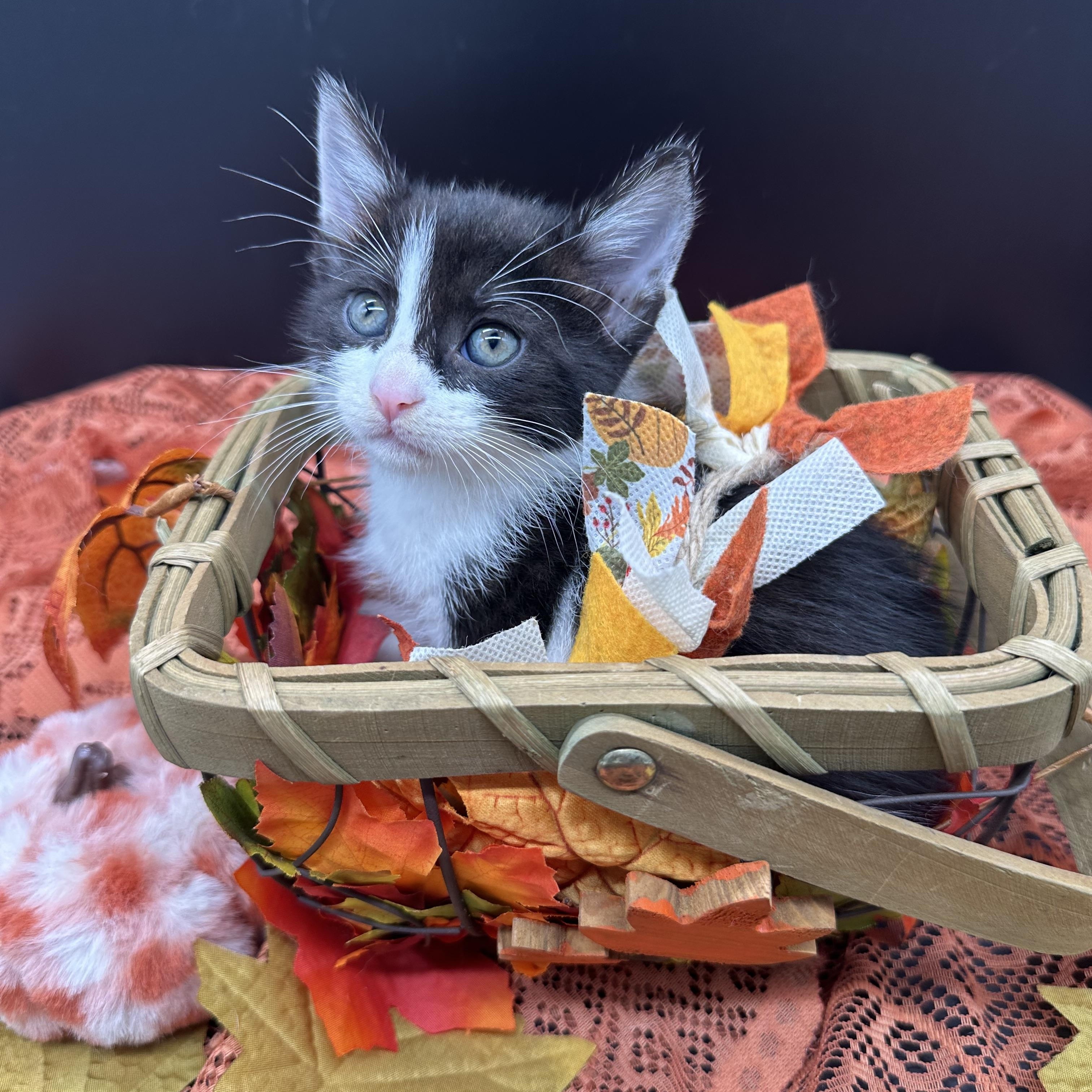 Enlarge Poppy, a Adoptable Domestic Medium Hair in HUNTINGTON BEACH, CA image 3/5