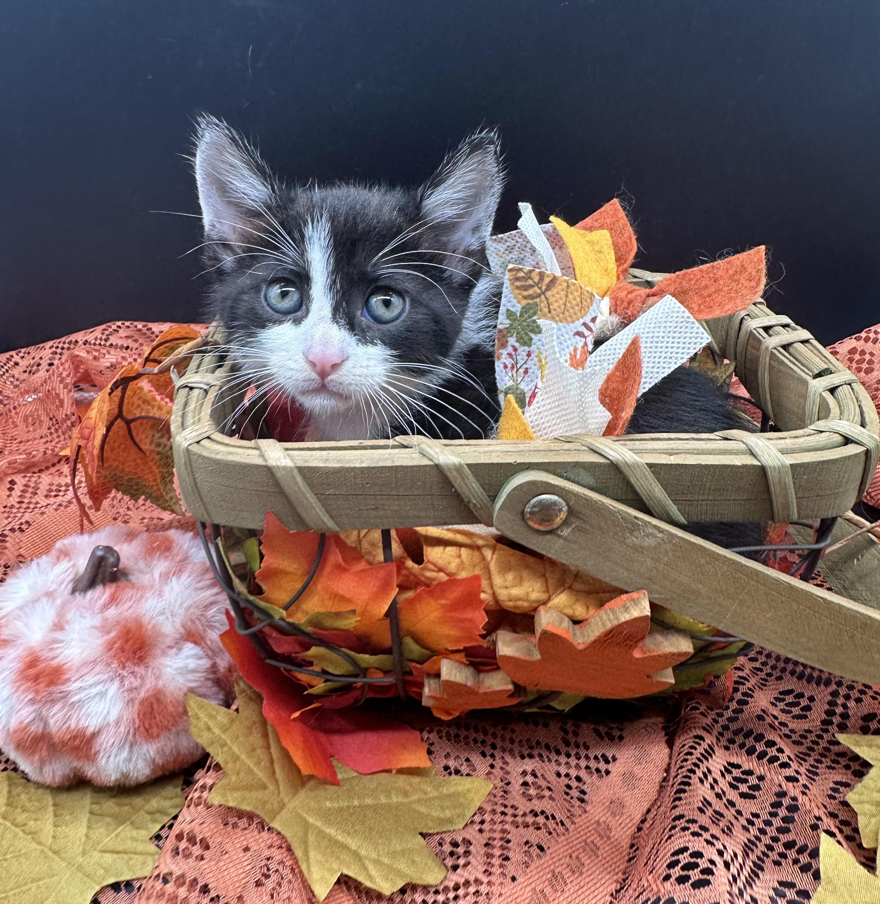 Enlarge Poppy, a Adoptable Domestic Medium Hair in HUNTINGTON BEACH, CA image 4/5
