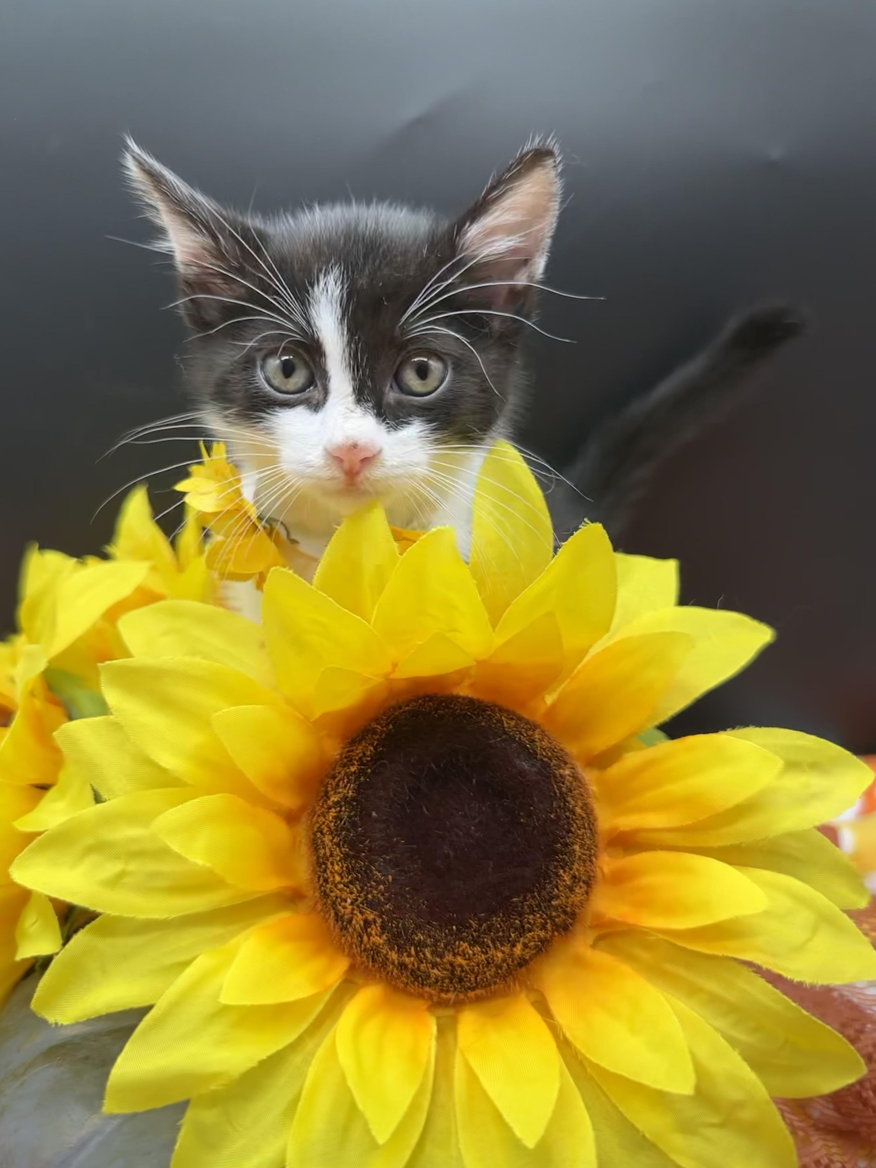 Enlarge Poppy, a Adoptable Domestic Medium Hair in HUNTINGTON BEACH, CA image 2/5