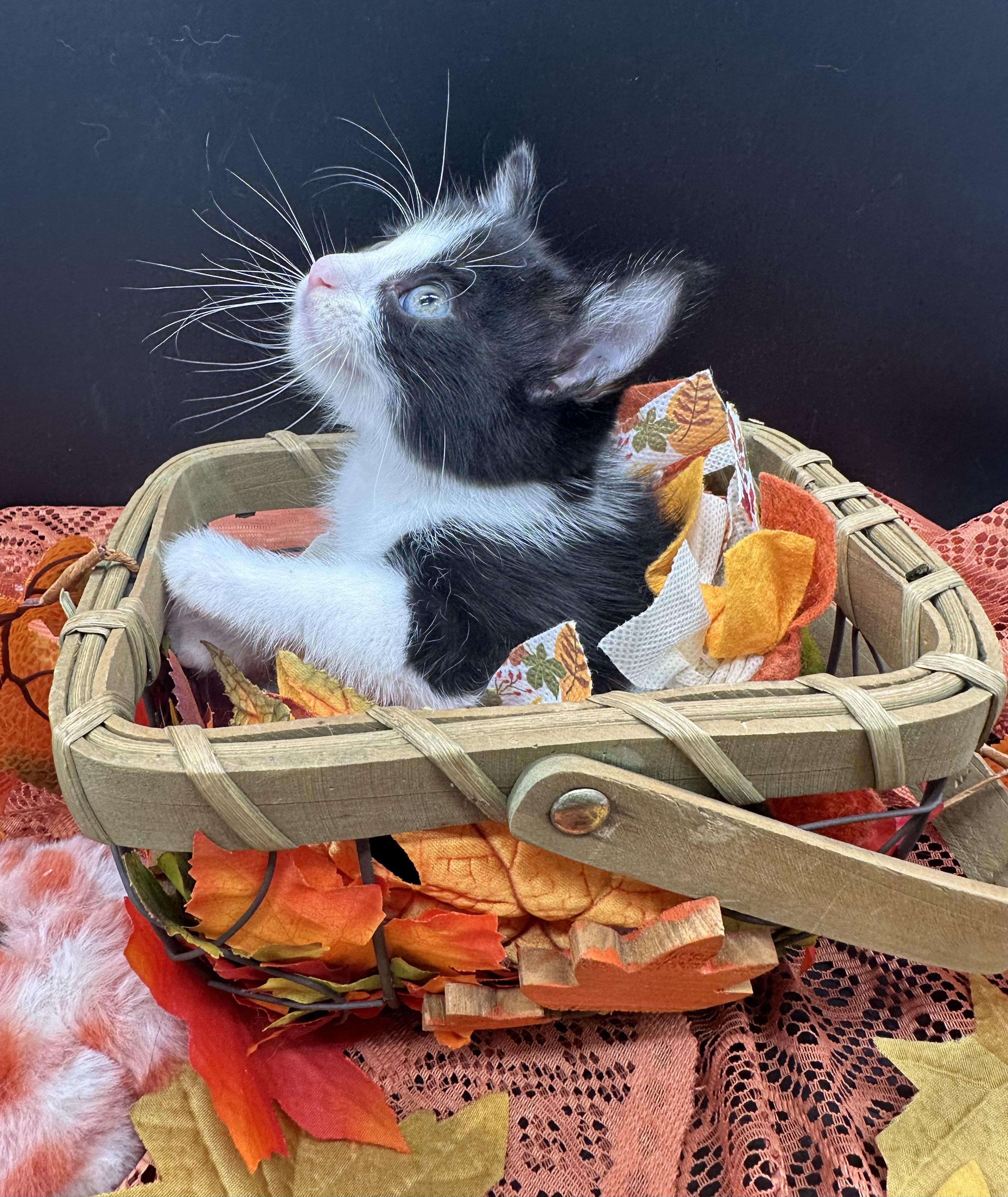 Enlarge Poppy, a Adoptable Domestic Medium Hair in HUNTINGTON BEACH, CA image 5/5