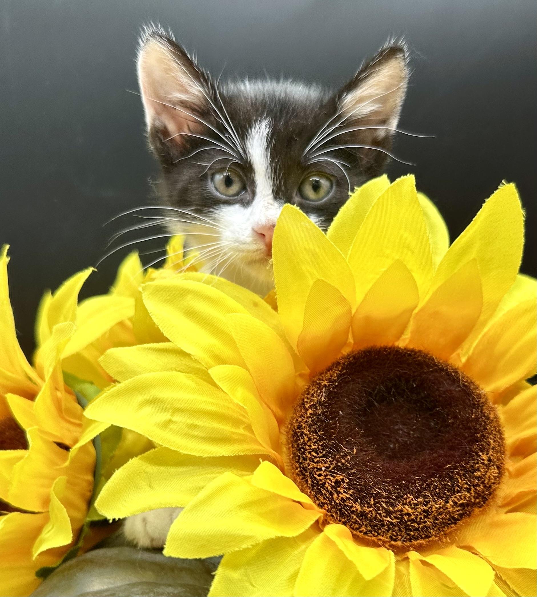 Enlarge Poppy, a Adoptable Domestic Medium Hair in HUNTINGTON BEACH, CA image 1/5