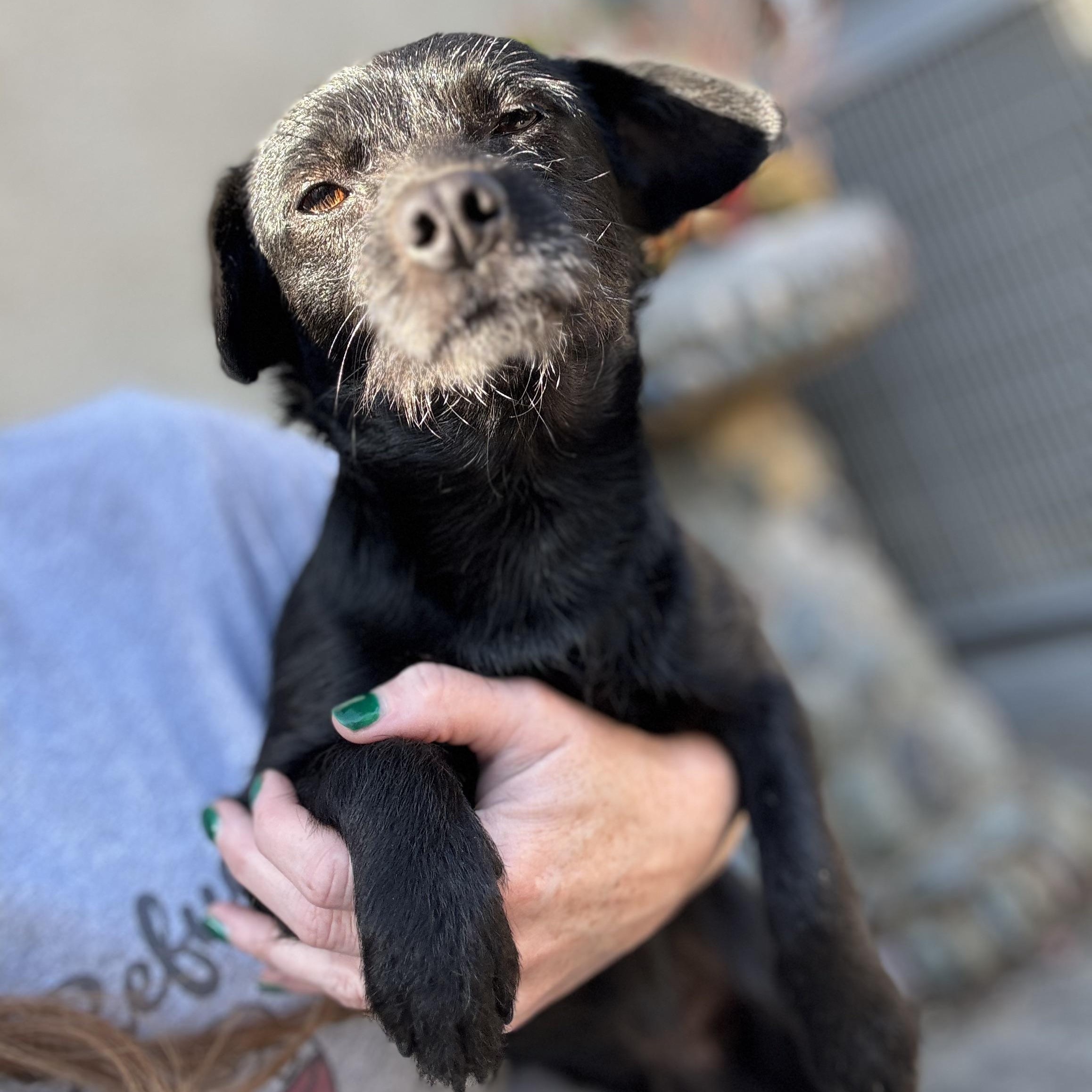 Mr. Goofball Mo, a ADOPTABLE mixed breed in Ridgefield, WA image 4/4