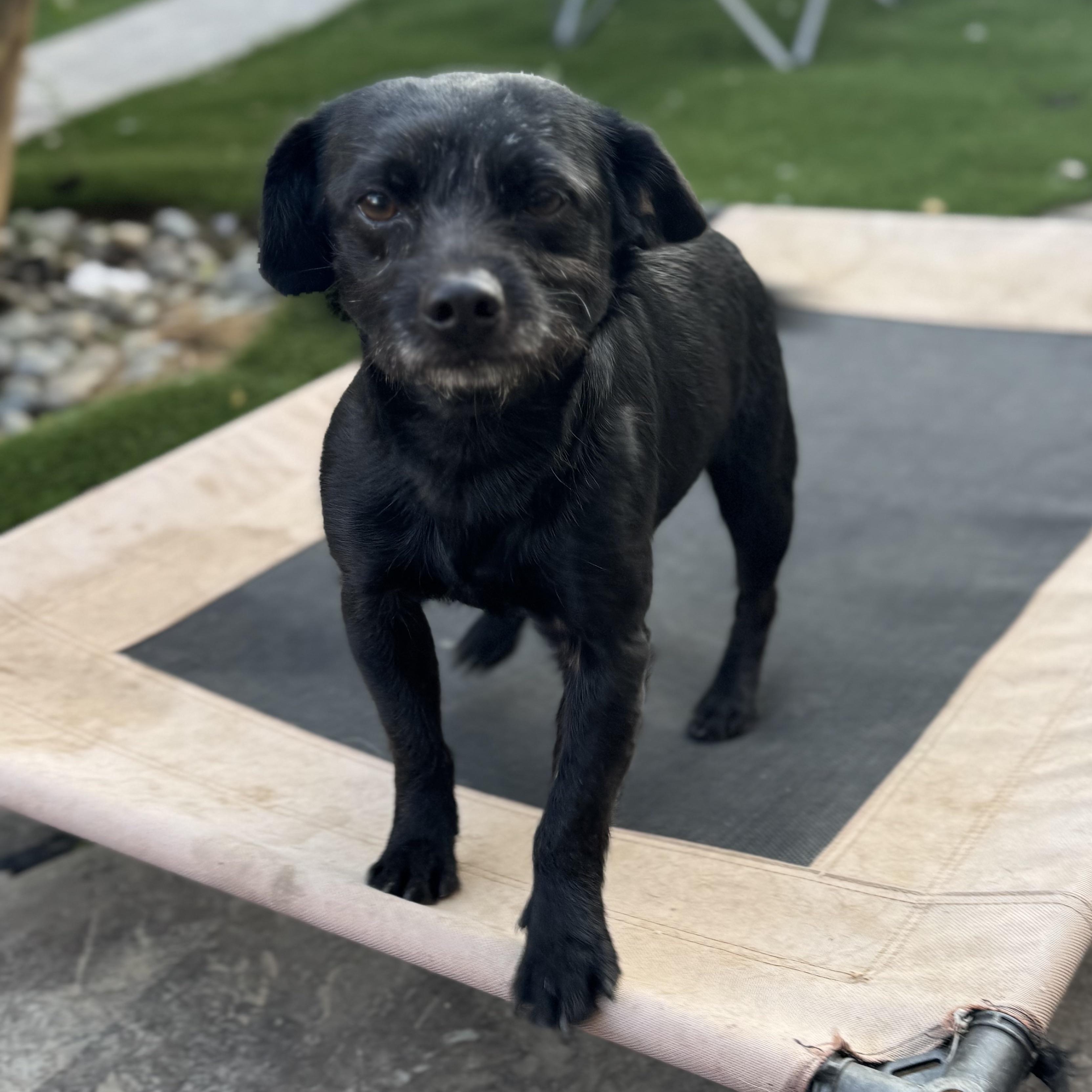 Mr. Goofball Mo, a ADOPTABLE mixed breed in Ridgefield, WA image 3/4